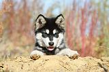 ALASKAN MALAMUTE 043
